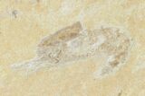 Cretaceous Fossil Soft Bodied Squid - Preserved Quill & Ink Sack #162759-2